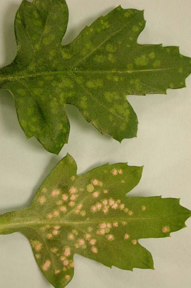 Identify and Manage Chrysanthemum White Rust on flowers