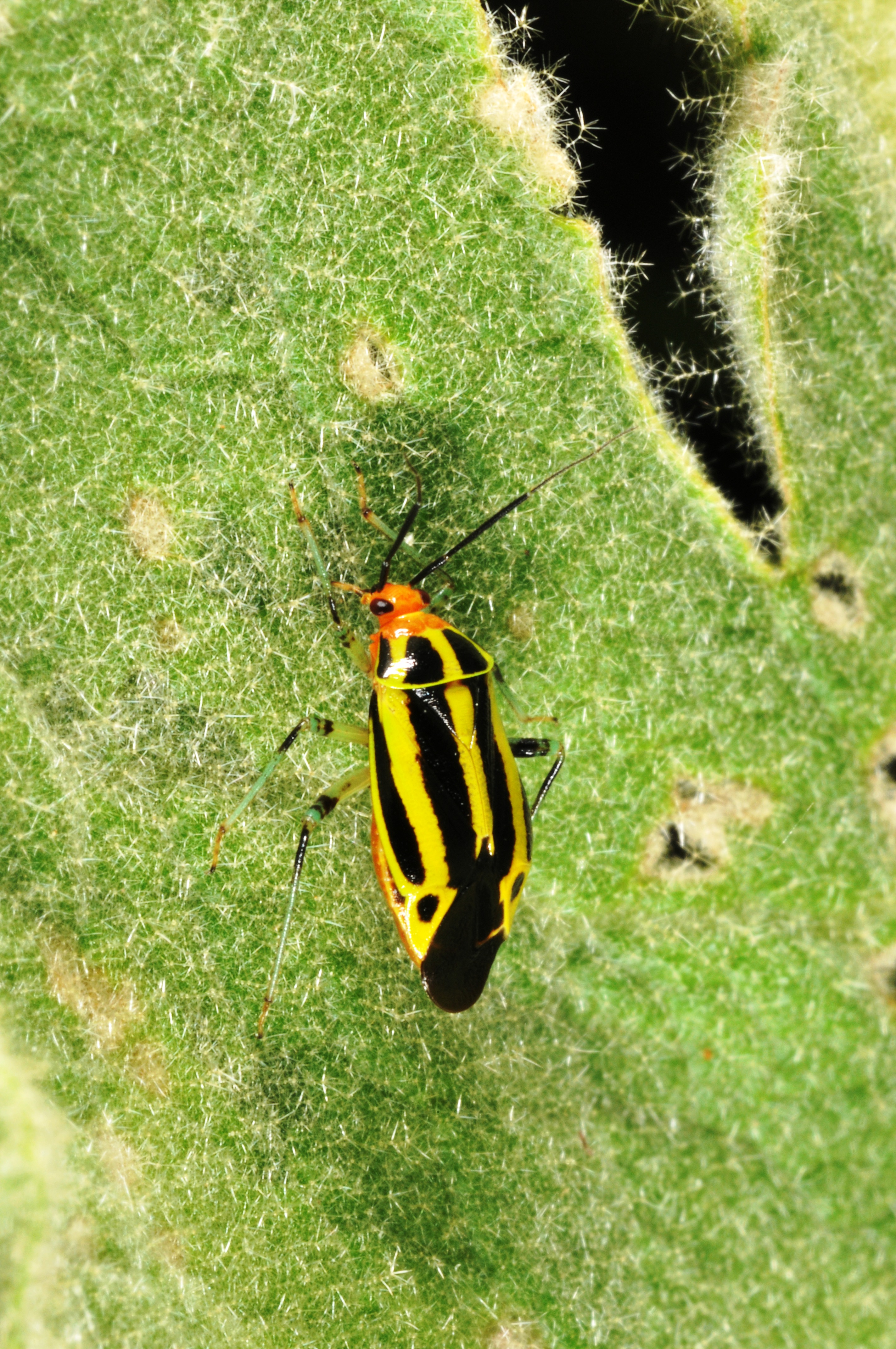 Identify and Manage Four-lined Plant Bug on flowers