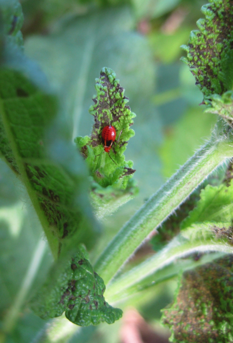 Identify and Manage Four-lined Plant Bug on flowers