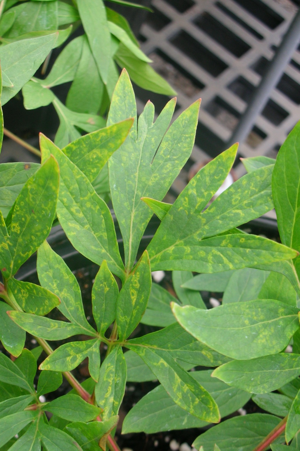 peony tobacco rattle virus May: Rattling the Cage for Peony (Paeonia spp.)-Viruses | Pacific