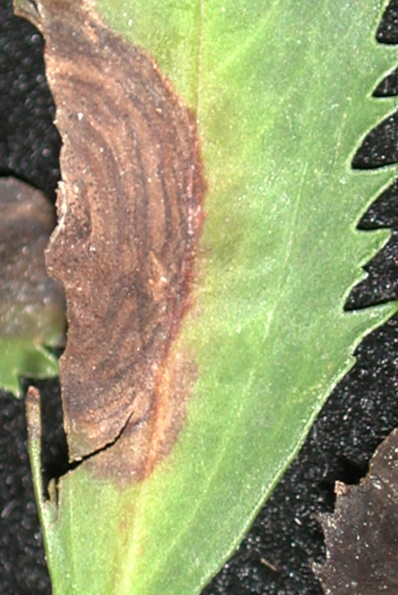 Identify and Manage Volutella Blight on trees and shrubs