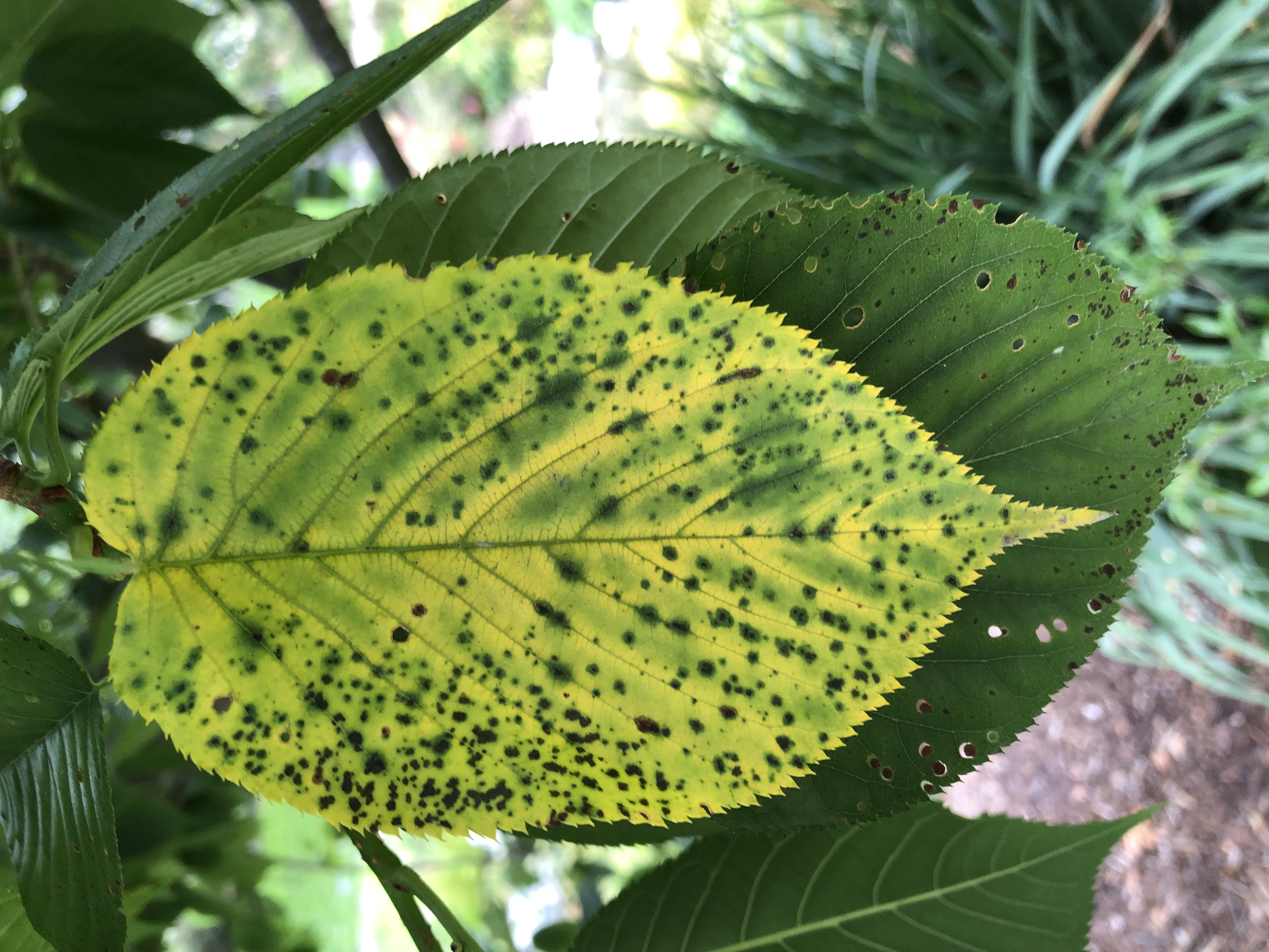 Identify and Manage Cherry Leaf Spot on trees and shrubs