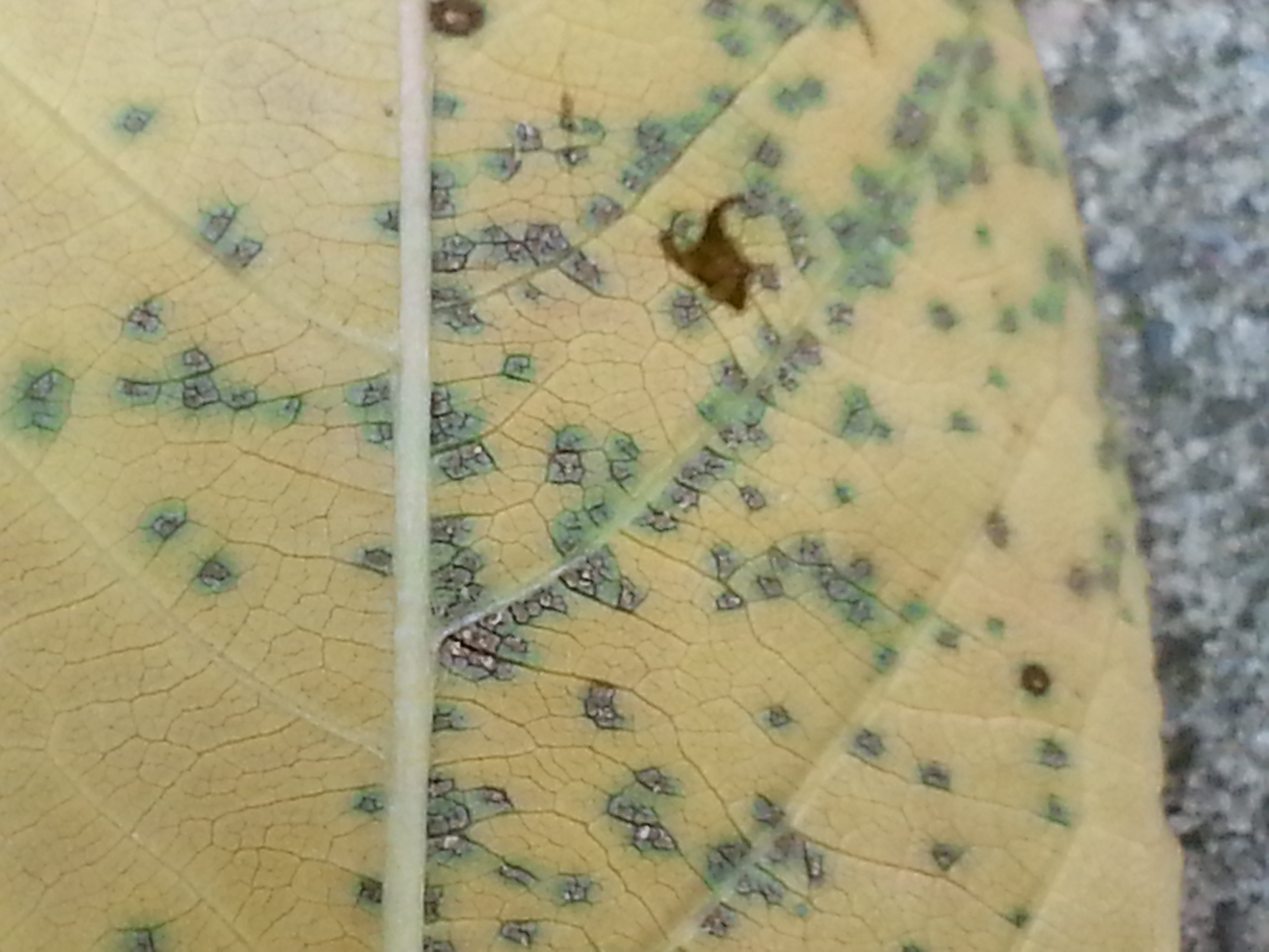 Identify and Manage Cherry Leaf Spot on trees and shrubs