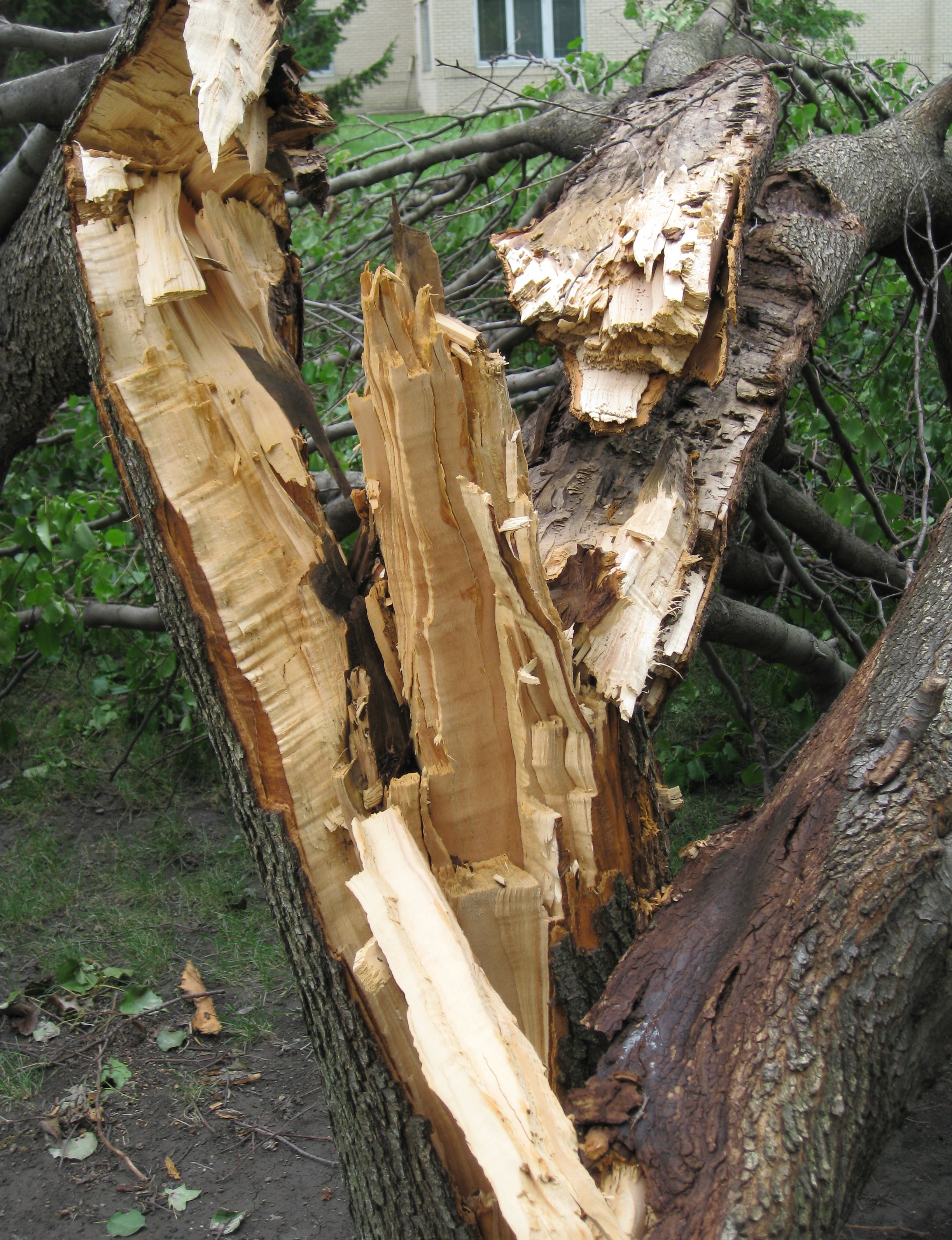 Identify and Manage Crown Rot on trees and shrubs
