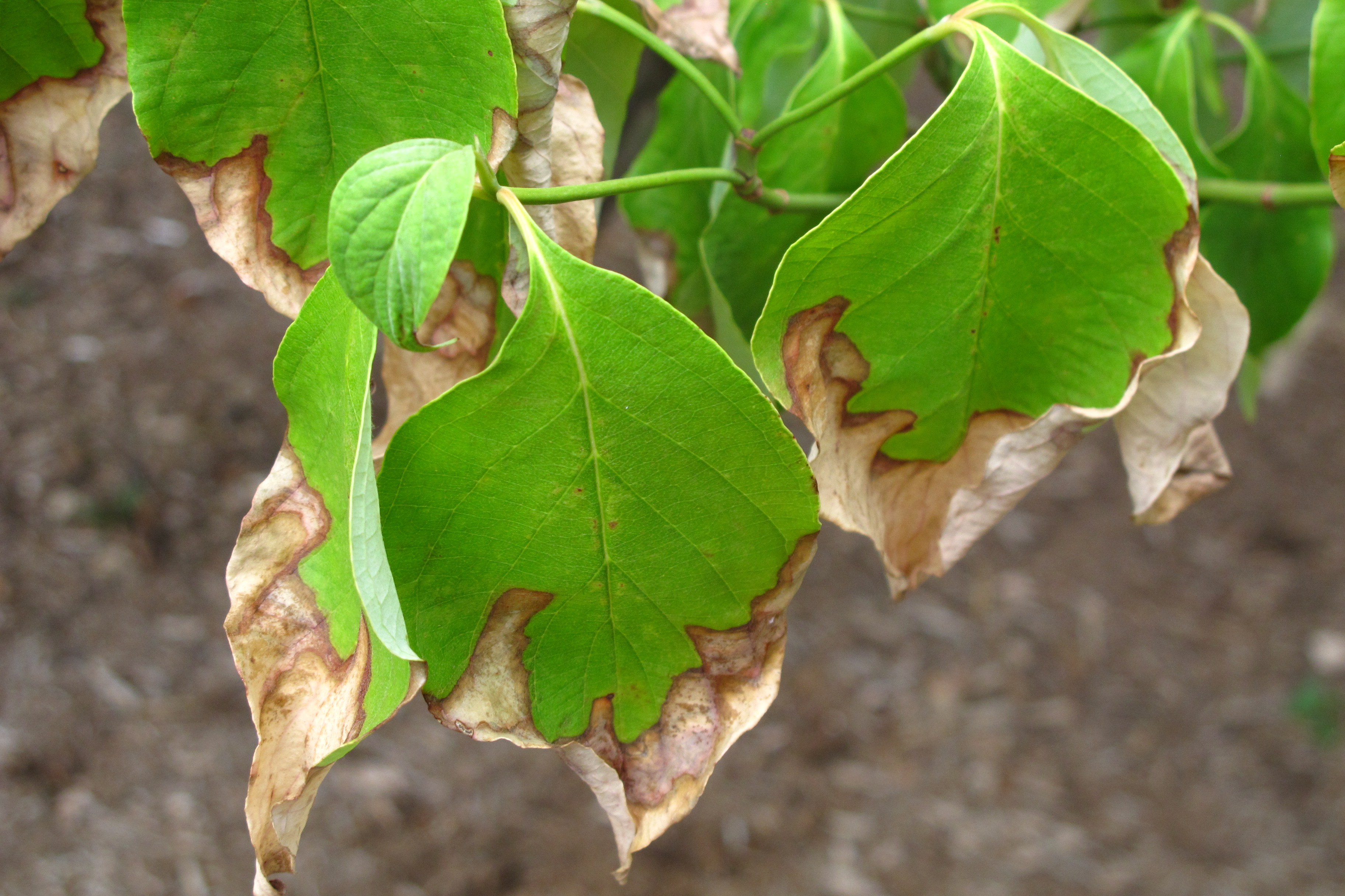 Identify and Manage Bacterial Leaf Scorch on trees and shrubs