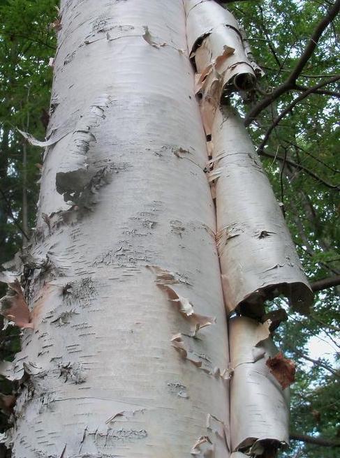 Identify and Manage Bark Sloughing on trees and shrubs