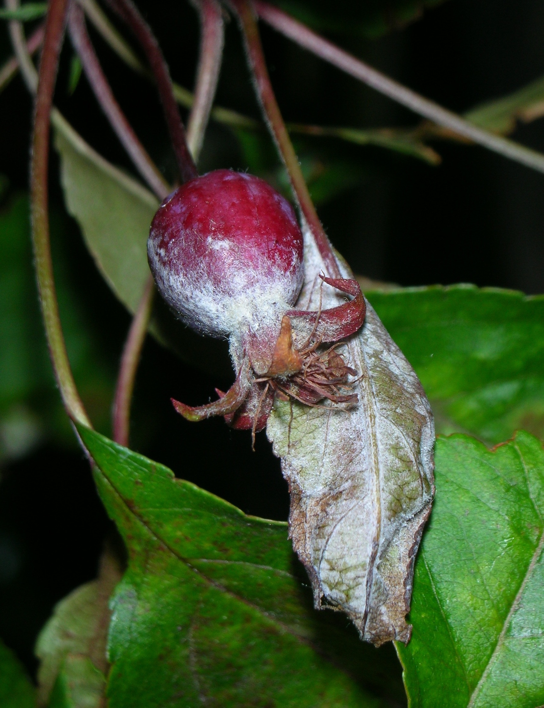 Identify and Manage Powdery Mildew on trees and shrubs