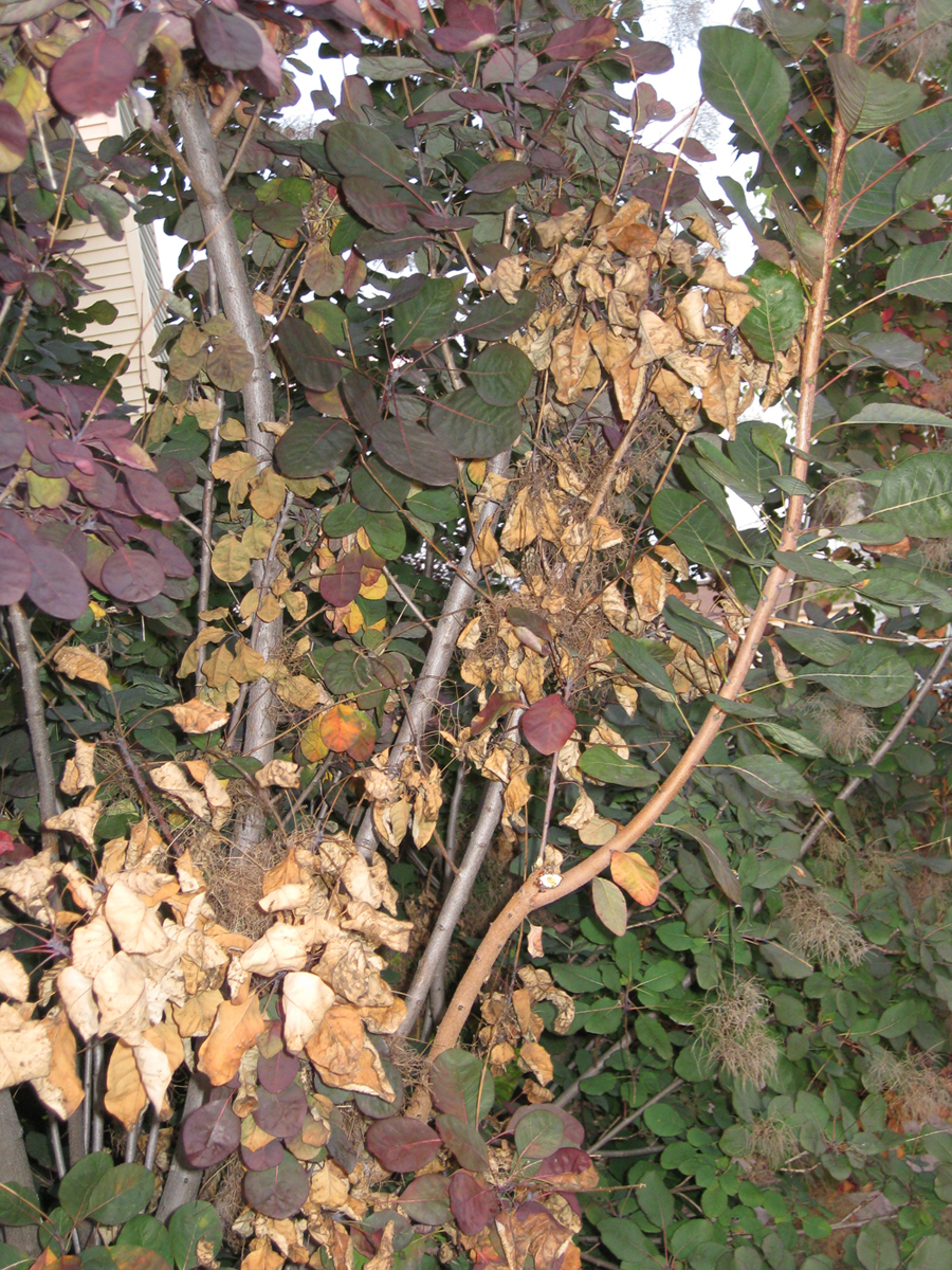 Identify and Manage Verticillium Wilt on trees and shrubs