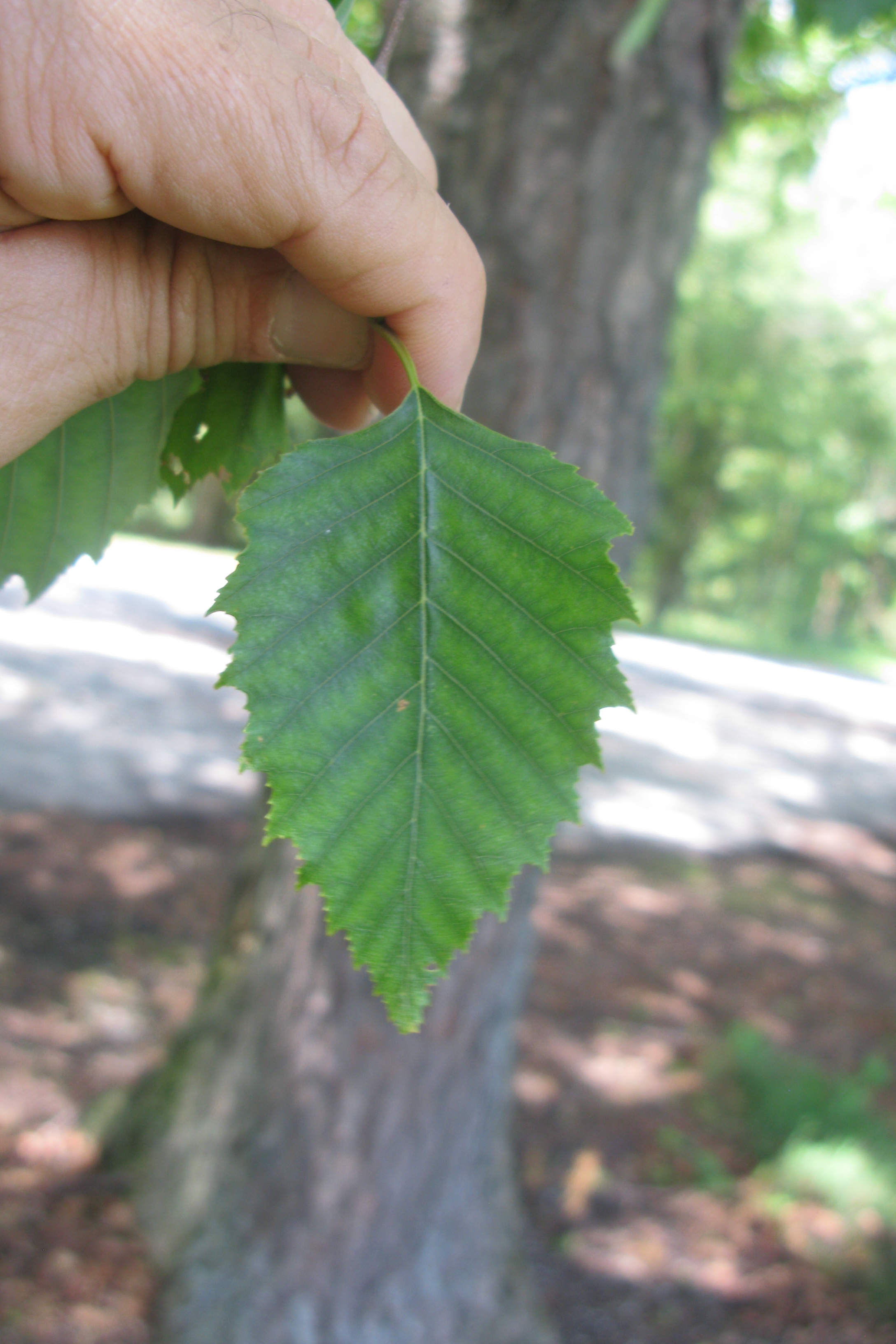 Identify And Manage Iron Chlorosis On Trees And Shrubs 