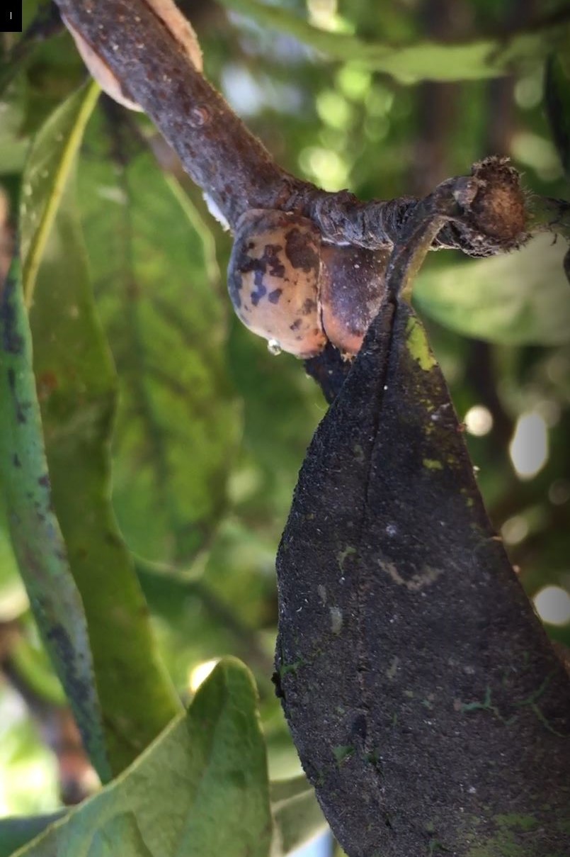 identify-and-manage-magnolia-scale-on-trees-and-shrubs