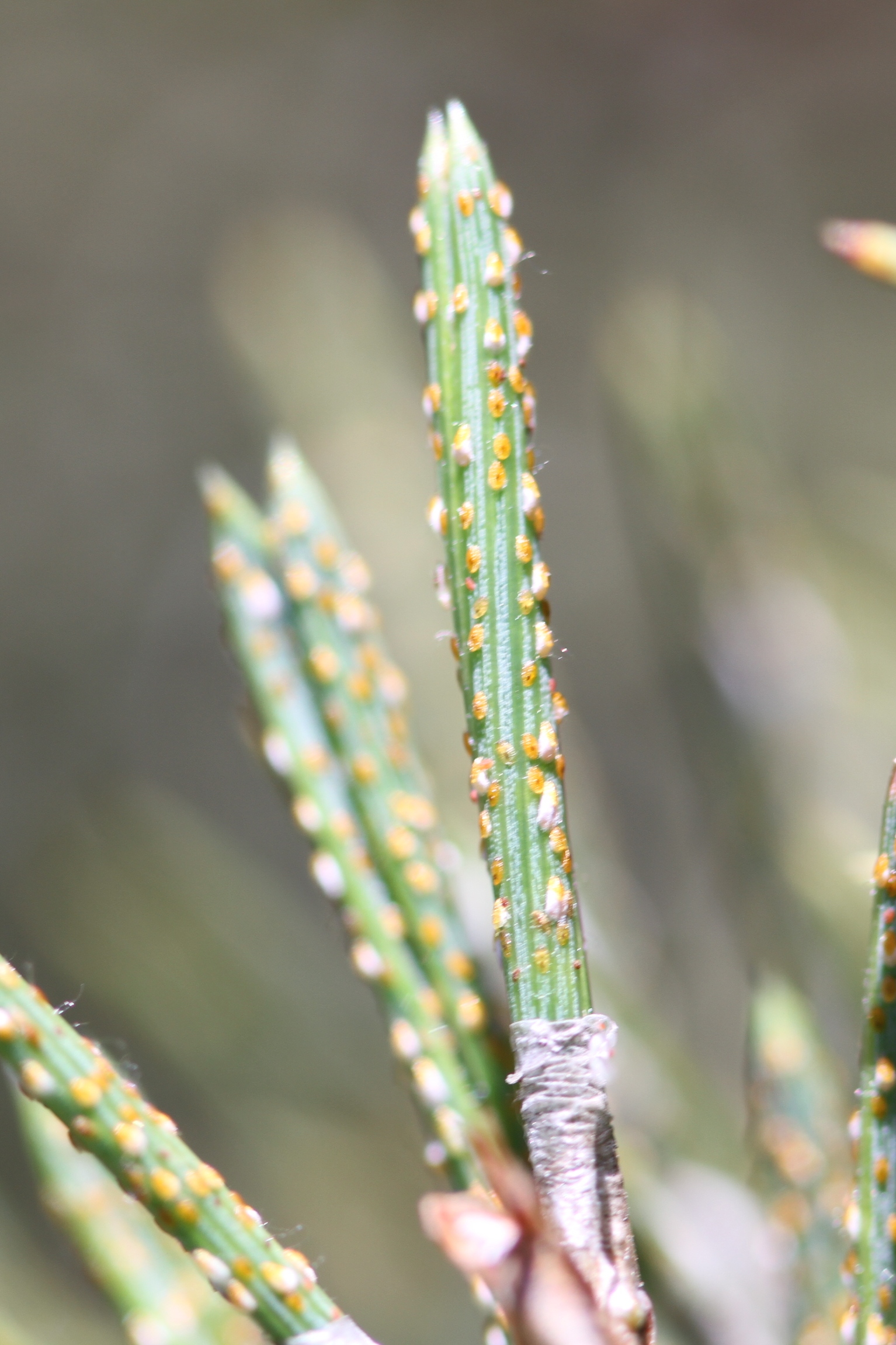 Identify and Manage Pine Needle Scales on trees and shrubs